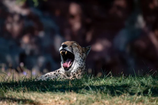 Fechar-se de uma chita rosnando com a boca aberta — Fotografia de Stock