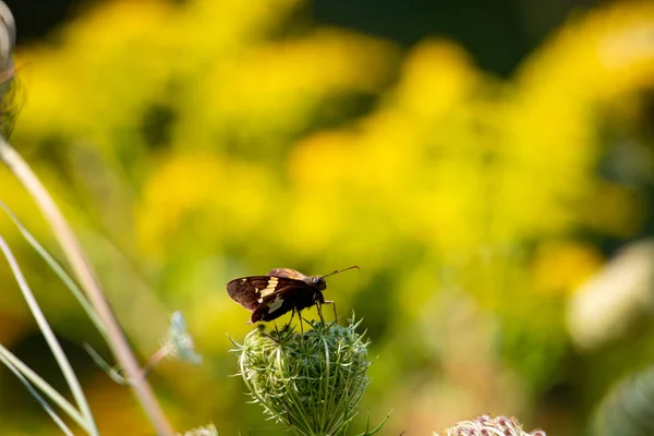 Borboleta minúscula em uma flor selvagem fotografada em Ontário Brasil — Fotografia de Stock