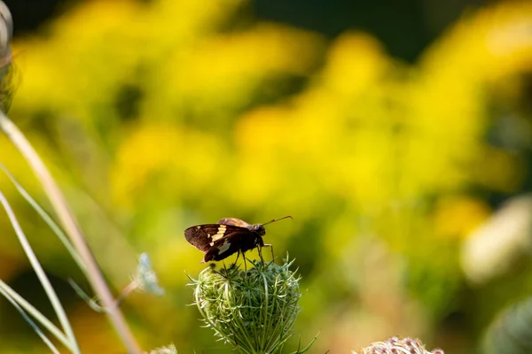 Liten fjäril på en vild blomma fotograferad i Ontario Kanada — Stockfoto