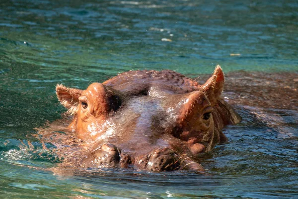 African Hippopotamus, Hippopotamus amphibius capensis, with evening sun, Chobe River, Botswana. Danger animal dans l'eau, hippopotame. Scène animalière africaine . — Photo