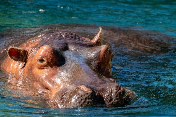 African Hippopotamus, Hippopotamus amphibius capensis, with evening sun, Chobe River, Botswana. Danger animal dans l'eau, hippopotame. Scène animalière africaine . — Photo