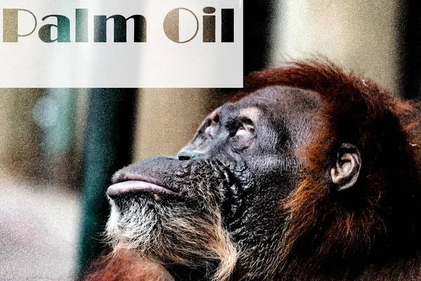 Un orangután mirando las palabras aceite de palma. Deforestación: La selva tropical de Borneo es destruida por plantaciones de palma aceitera y desarrollo humano . — Foto de Stock