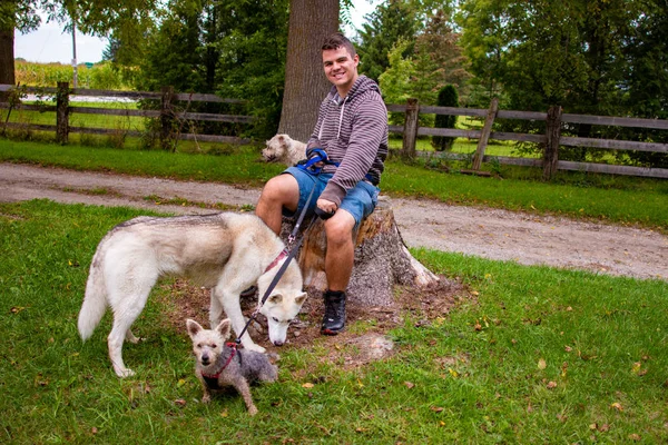 Три собаки і чоловік сидить на полі . — стокове фото