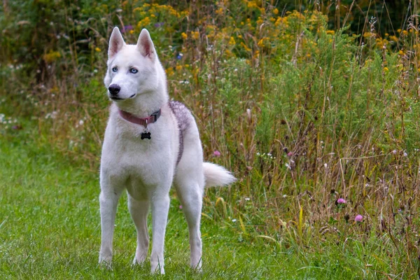 Dog running in grass field, Siberian Husky jumping in the park. — Stock Photo, Image