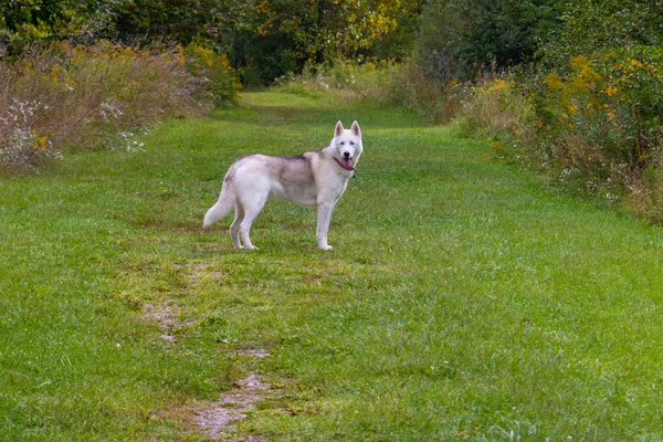 Perro corriendo en el campo de hierba, Husky siberiano saltando en el parque . —  Fotos de Stock