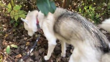 Parkta köpeğe tasma takan bir köpekle yürüyen bir adam. Köpek sahibinin yanında yürür. Parkta köpeğe tasma takan bir köpekle yürüyen bir adam.