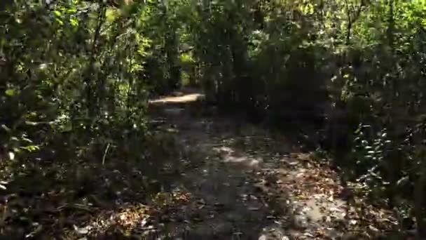 Caminando por la soleada canada del bosque — Vídeos de Stock