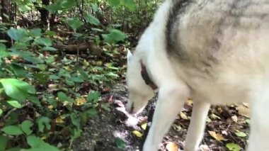 Parkta köpeğe tasma takan bir köpekle yürüyen bir adam. Köpek sahibinin yanında yürür. Parkta köpeğe tasma takan bir köpekle yürüyen bir adam.