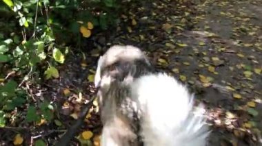 Parkta köpeğe tasma takan bir köpekle yürüyen bir adam. Köpek sahibinin yanında yürür. Parkta köpeğe tasma takan bir köpekle yürüyen bir adam.