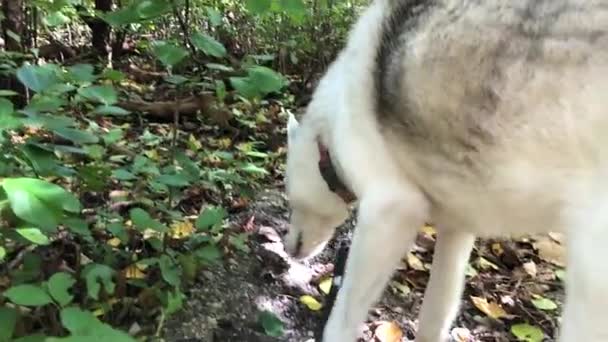 Parkta köpeğe tasma takan bir köpekle yürüyen bir adam. Köpek sahibinin yanında yürür. Parkta köpeğe tasma takan bir köpekle yürüyen bir adam. — Stok video