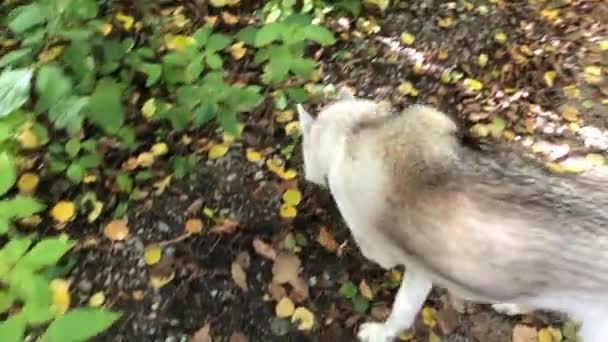 Man går med en husky i parken och håller hunden i koppel. Hundpromenad bredvid ägaren. En man som går med en husky i parken och håller hunden i koppel. — Stockvideo