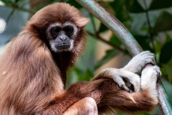 Mono Gibbon. Aguantando a la tres. especies amenazadas — Foto de Stock