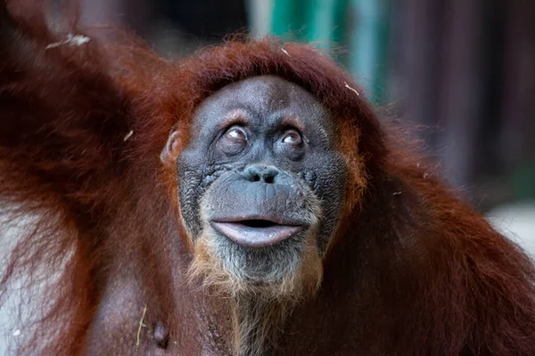 Retrato de una hermosa orangután femenina — Foto de Stock