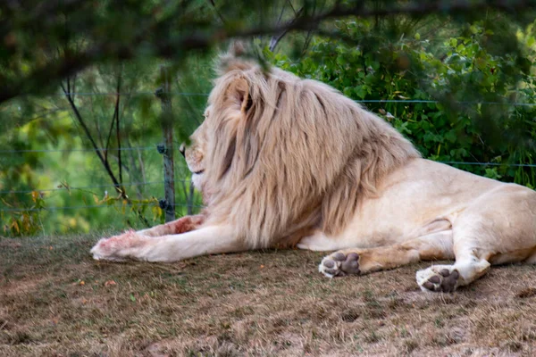 León Blanco Descanso Panthera Leo Krugeri. Descanso sobre hierba . — Foto de Stock