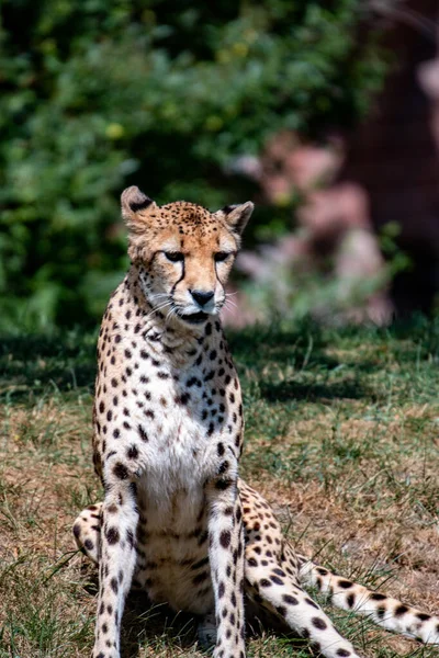 Sitzender Gepard in Afrika. sitzender Gepard im wilden Busch in Südafrika — Stockfoto