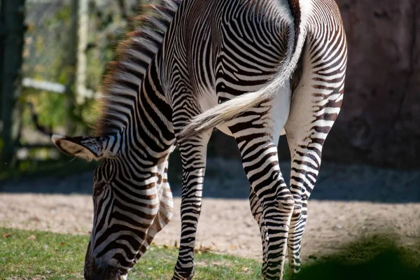 Зебра пасущаяся Африка. Африканская зебра пасущаяся на длинной траве — стоковое фото
