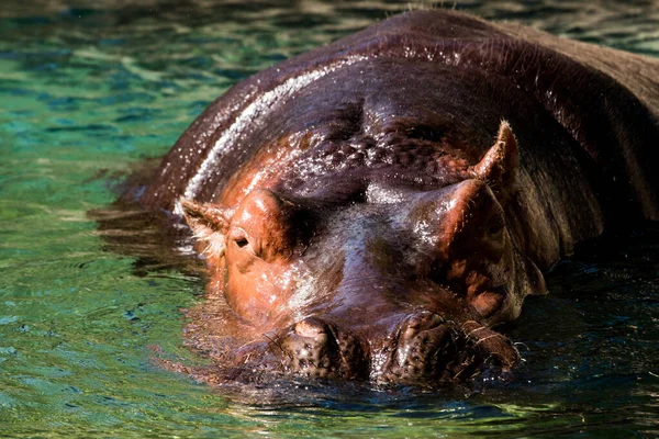 Hippopotame dans l'eau Afrique du Sud. Hippopotame dans l'eau regardant directement la caméra — Photo