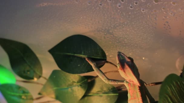 Chameleon eating in a terrarium. Eating super worms from tongs — Stock Video