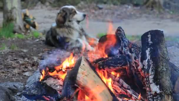 Labrador dog walks near campfire, there is smoke falling sparks, in the background the girl arranges a camp — Stock Video