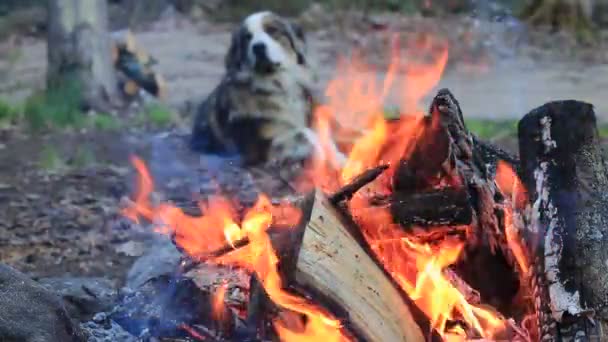 Labrador dog walks near campfire, there is smoke falling sparks, in the background the girl arranges a camp — Stock Video
