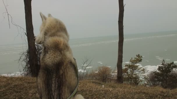 Siberian Husky cão deitado perto da praia do oceano — Vídeo de Stock