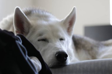 Bir Husky, güneş ışığında evde banyo yaparken yakalandı.