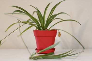 Çiçek, klorophytum komosum yeşil bir tencerede bir ışık duvarının önünde.