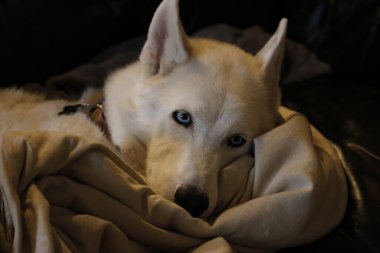Husky Malamute Köpek Yavrusu yalan söylüyor, soluk soluğa, beyazın üstünde soyutlanmış.