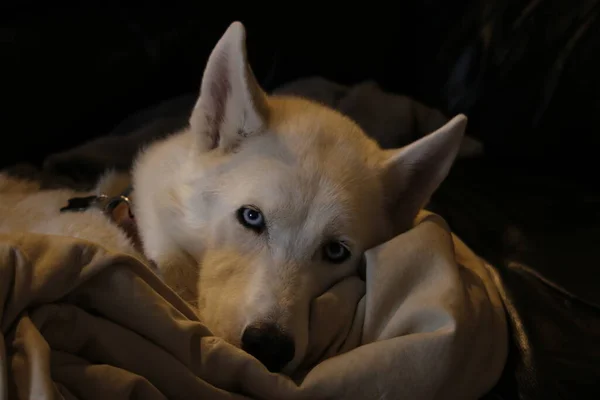 Husky Malamute Puppy Lying Hijgen Geïsoleerd Wit — Stockfoto