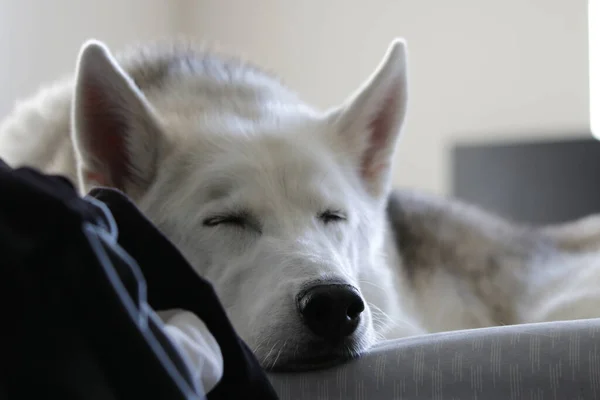 Een Husky Wordt Gevangen Slapen Binnen Baden Het Zonlicht — Stockfoto