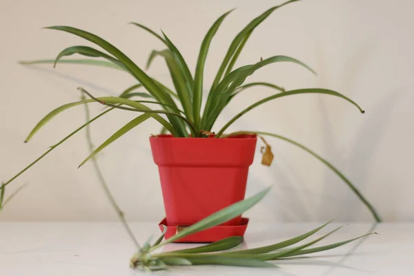Kamerplant Chlorophytum Comosum Voor Een Lichtmuur Een Groene Pot — Stockfoto