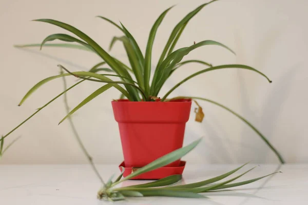 Kamerplant Chlorophytum Comosum Voor Een Lichtmuur Een Groene Pot — Stockfoto