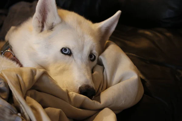 Husky Malamute Szczeniak Leży Dysząc Izolowany Białym — Zdjęcie stockowe