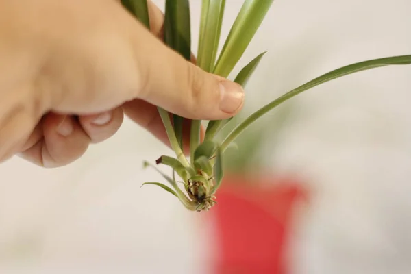 Propogating Planta Aranha Bebê Recentemente Cortado Pronto Para Plantar — Fotografia de Stock