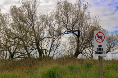 Sarnia şehri Kanada 'da Huron Gölü manzaralı güzel bir manzara. Sakin, sakin bir su manzarası. Yeşil çimenli çöl kumlu kumsal.