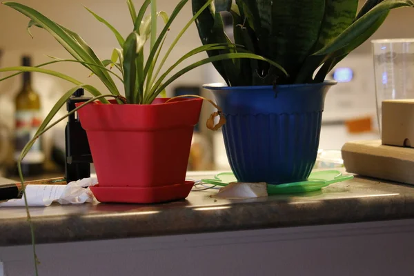 Een Kleine Plant Pot Weergegeven Het Venster — Stockfoto