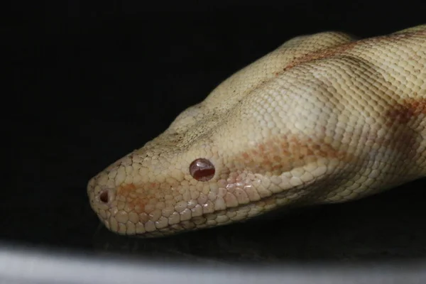 Крупный План Albinos Boa Constrictor Boa Constrictor Months Old Front — стоковое фото