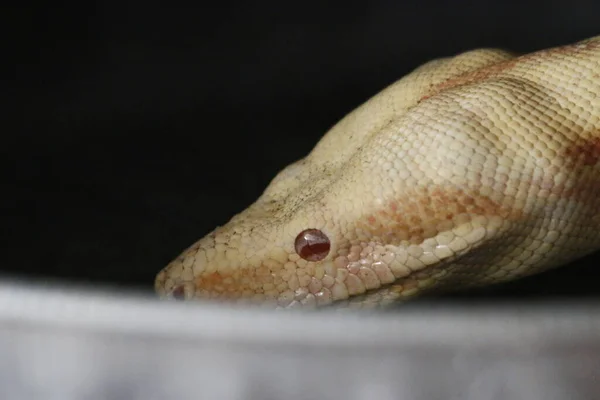 Close Albinos Boa Constritor Boa Constritor Meses Frente Fundo Branco — Fotografia de Stock