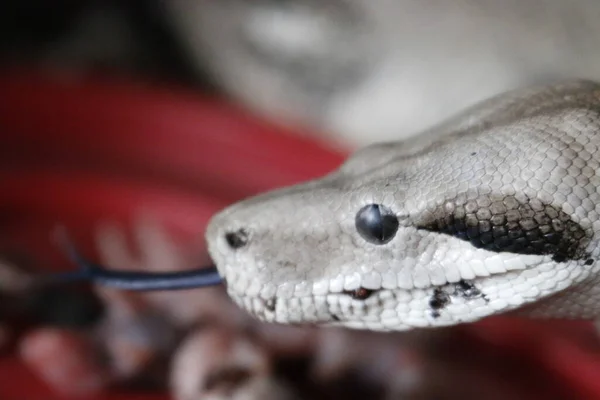 Boa Constrictor Společný Boa Constrictor Nalezen Celé Střední Americe Kostarice — Stock fotografie