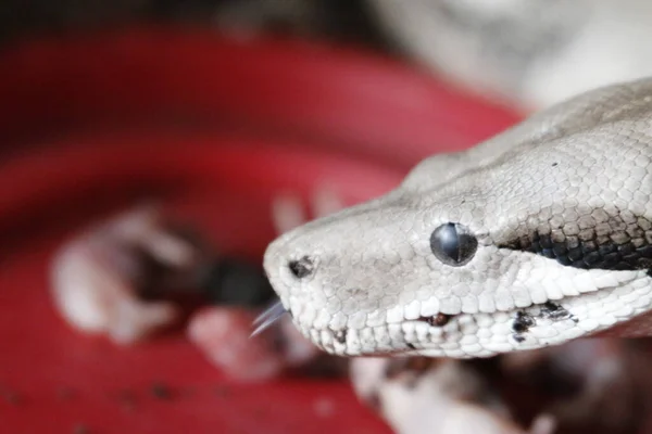 Boa Constrictor Vagyok Közös Boa Constrictor Található Egész Közép Amerikában — Stock Fotó