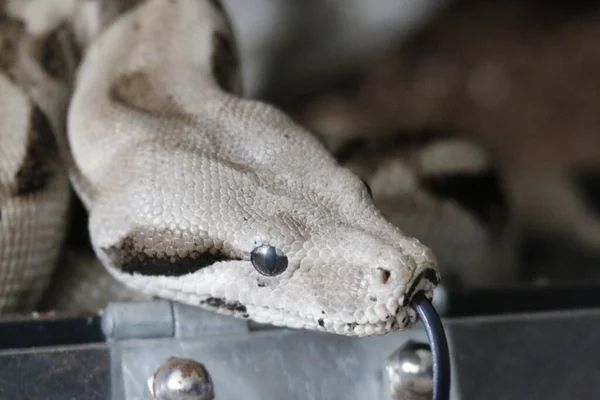 Boa Constrictor Una Especie Serpiente Grande Cuerpo Pesado — Foto de Stock