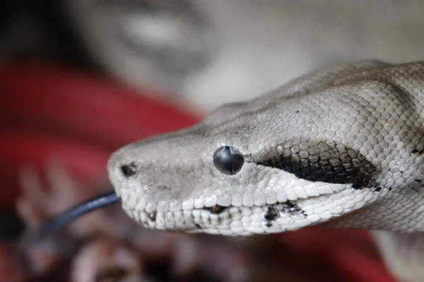 Boa Constrictor Vagyok Közös Boa Constrictor Található Egész Közép Amerikában — Stock Fotó