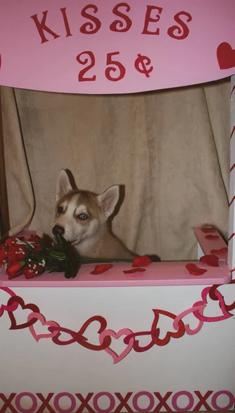 Dia Dos Namorados Cachorro Husky Com Grande Coração Vermelho Uma — Fotografia de Stock