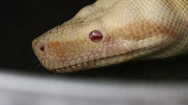 Albino boa yılanı kaseden su içiyor.
