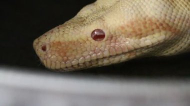 Albino boa yılanı kaseden su içiyor.