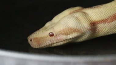 Albino boa yılanı içme suyu. Albinizm, hayvanlarda melanin eksikliğidir..