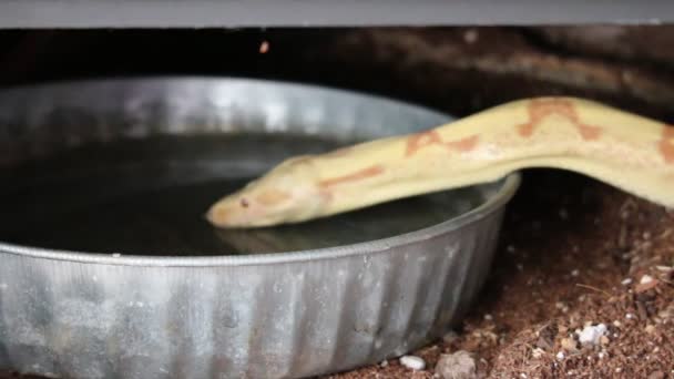 Acqua potabile albino boa constrictor. L'albinismo è la mancanza di melanina in un animale. — Video Stock