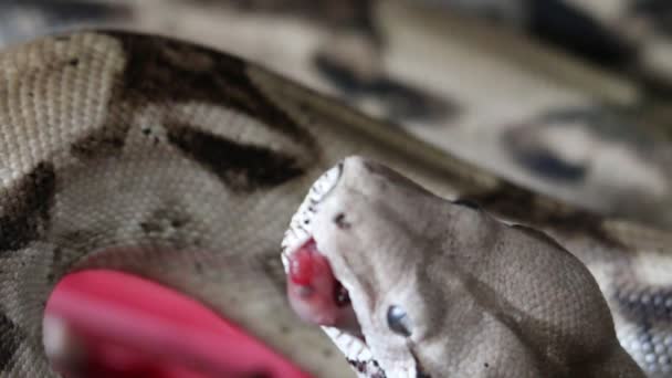 Boa constrictor comer bebé ratón de cerca — Vídeos de Stock