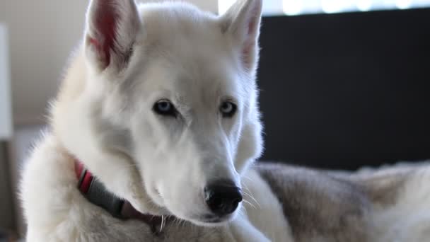 Syberyjski Husky śpi na jasnej podłodze przy łóżku dziecka w zwolnionym tempie. Pies kładzenie na dywanie w pokoju dla dzieci. — Wideo stockowe