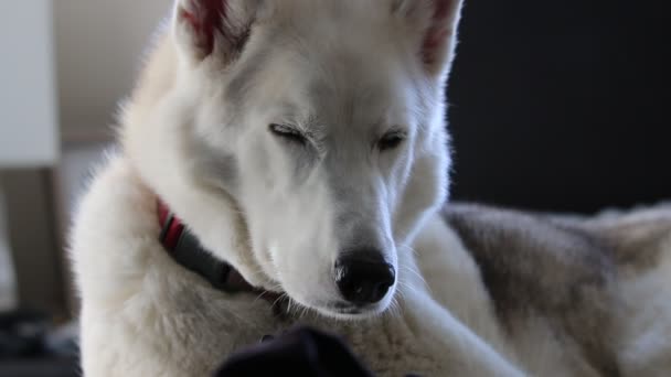 Husky siberiano durmiendo en el suelo brillante cerca de la cama de los bebés en cámara lenta. Perro tendido en la alfombra en habitación de los niños. — Vídeos de Stock